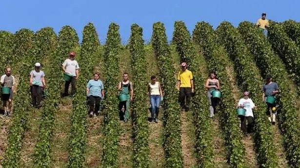 Illustration - Du sang dans les bouteilles