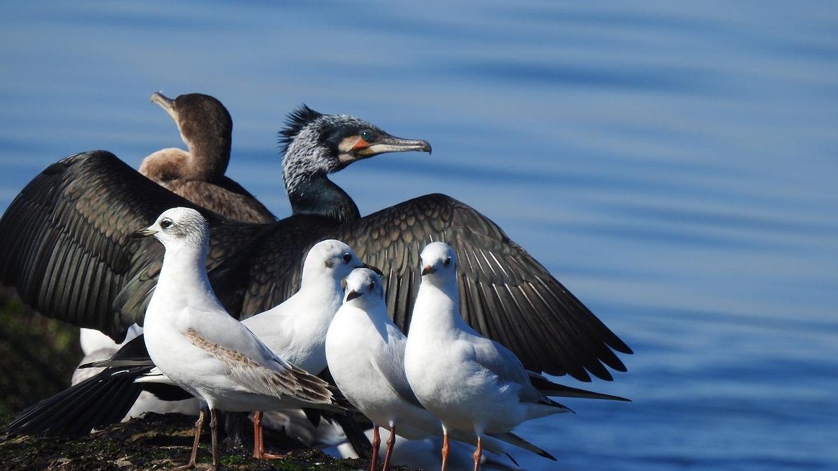 Illustration - Nature surexploitée, espèces menacées