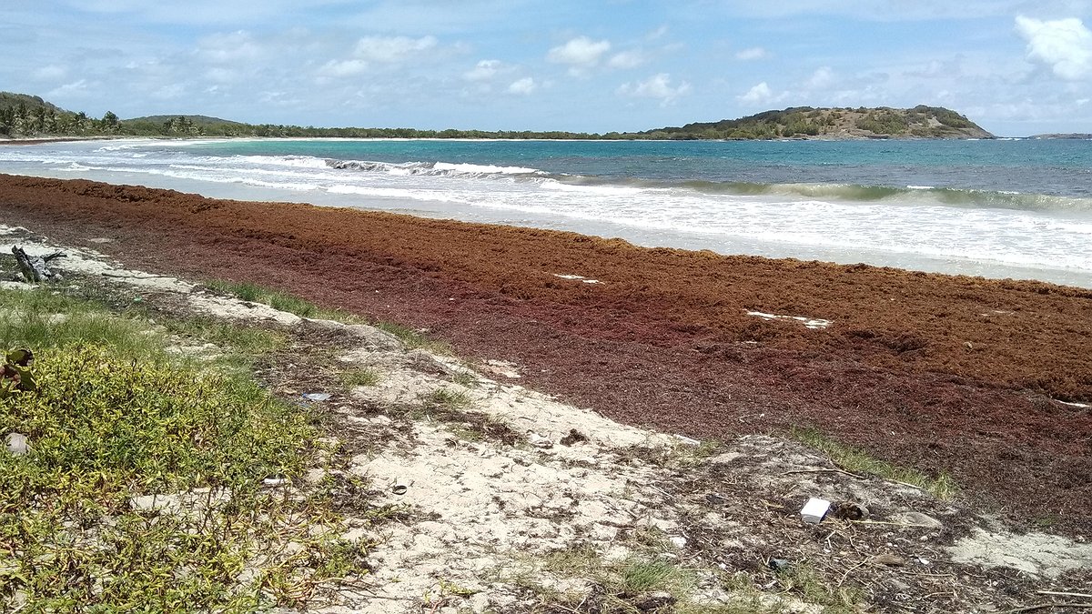Illustration - Hulot aux Antilles : inactif face aux algues sargasses
