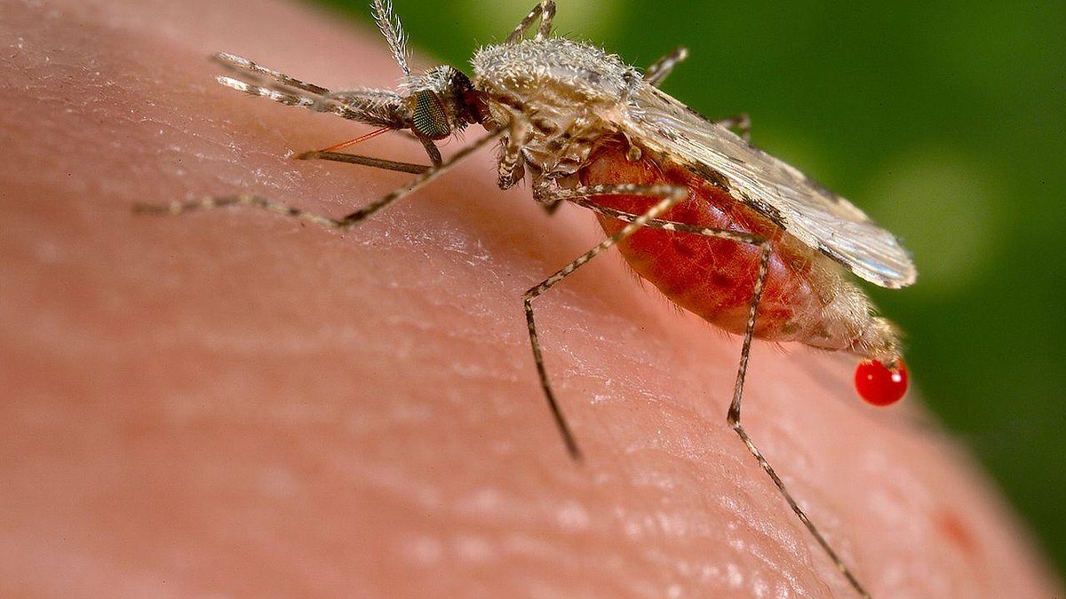 Illustration - Le paludisme tue… de plus en plus