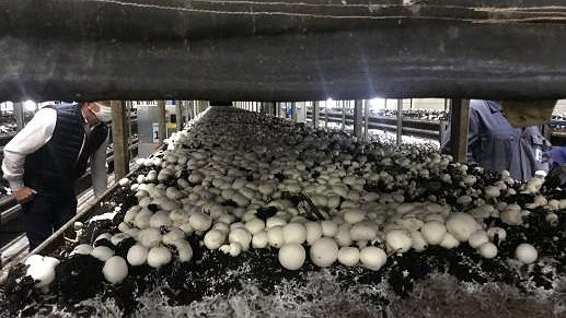 Illustration - Lou légumes pollue