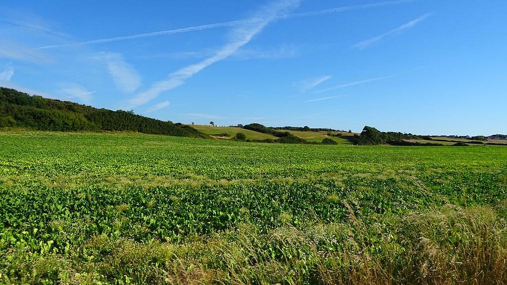 Illustration - Néonicotinoïdes : betteraviers arrosés