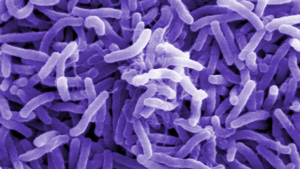 Illustration - Malawi : choléra et misère