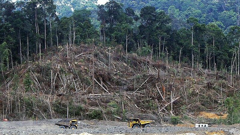 Illustration - Déforestation : les grands-messes et la réalité