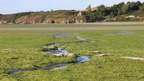 Illustration - Toujours les algues vertes 