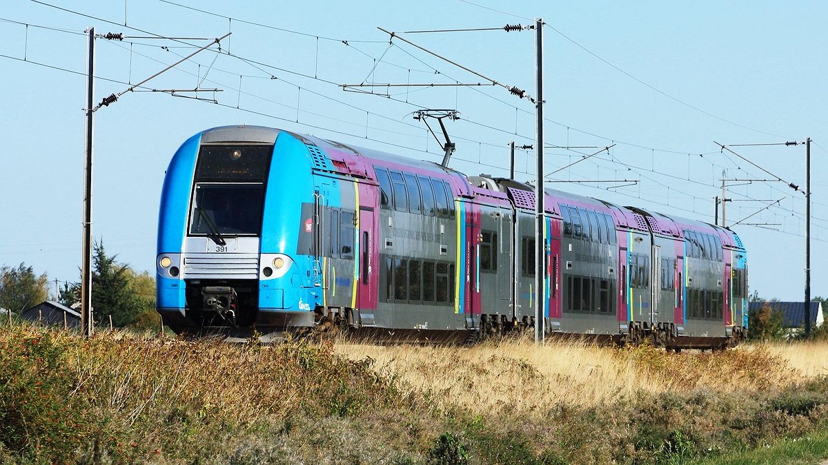 Illustration - Des sangliers à dos large