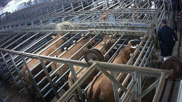 Illustration - Pollution agricole : gros pollueurs protégés