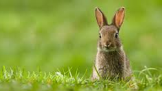 Illustration - Taxe « lapin » : écran de fumée