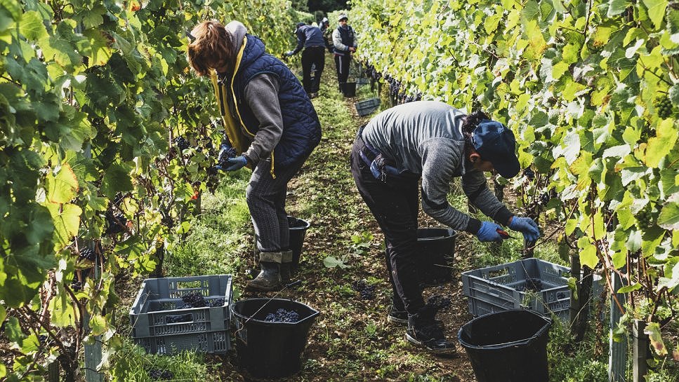 Illustration - Bernard Arnault sabre les emplois