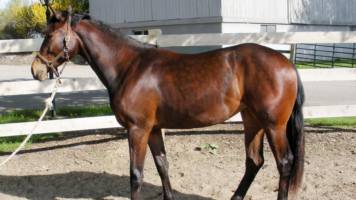 Illustration - le parasitisme au galop