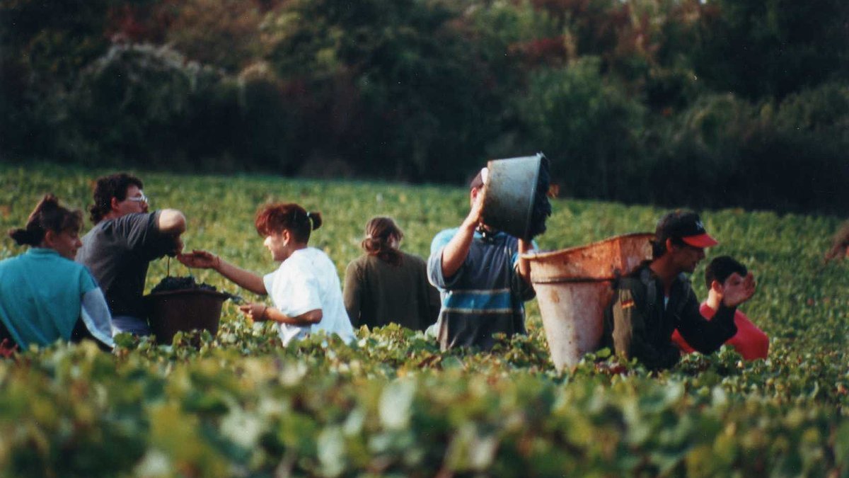 Illustration - Vendanges de la honte