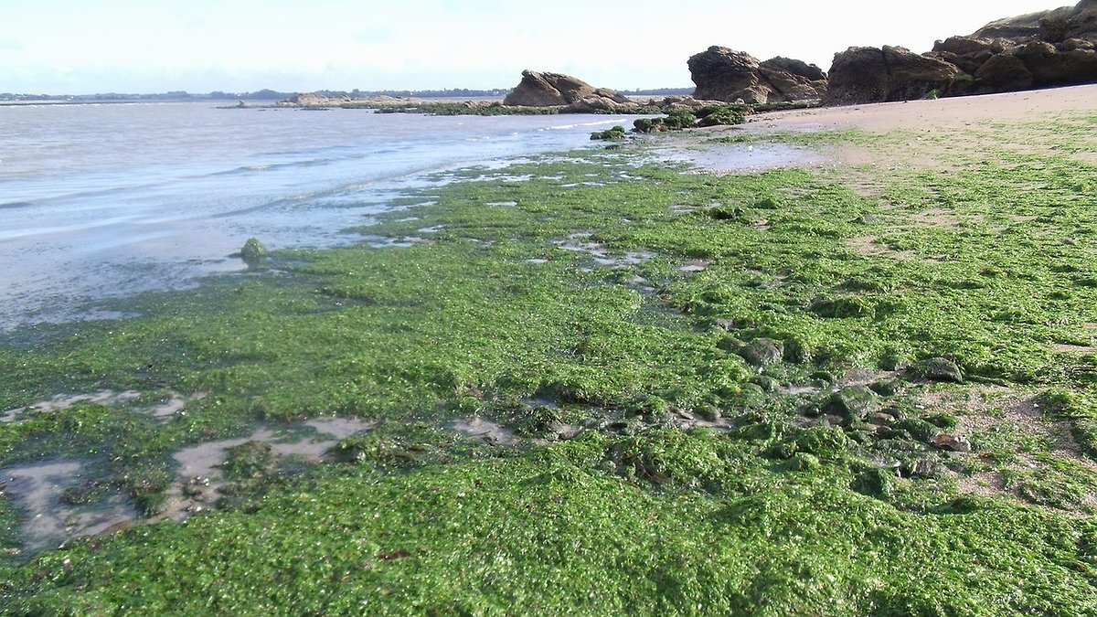 Illustration - Algues vertes, le Golfe du Morbihan est dans le rouge