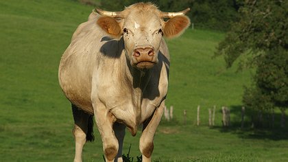 Illustration article